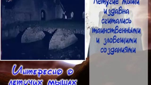 Интересное О летучих мышах 30 09 20133 51) смотреть онлайн