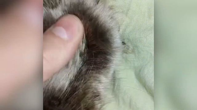 ✅Кошачья лапка!? | MAINEMINEMINE | #кошачьялапка #kittypaw #мило #котики #кот #милыекотики #книги смотреть онлайн