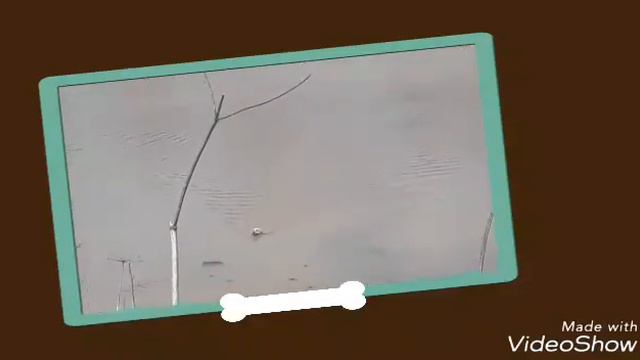 Моя собака купается в речке. Ей очень весело. смотреть онлайн