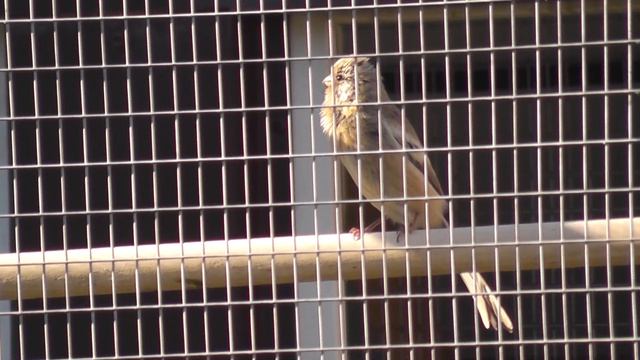 урагус поёт в новой вольере смотреть онлайн