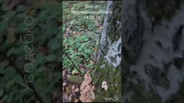 Опята пошли! смотреть онлайн