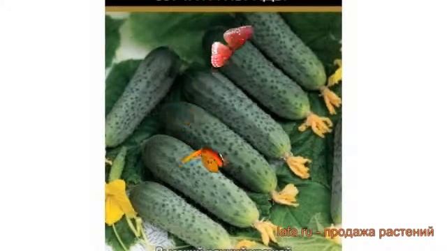 Огурец обыкновенный Форсаж (forsazh) ? огурец Форсаж обзор: как сажать семена огурца Форсаж смотреть онлайн