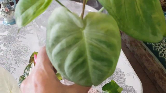 Дом в цветах// Весна, у меня новинки.