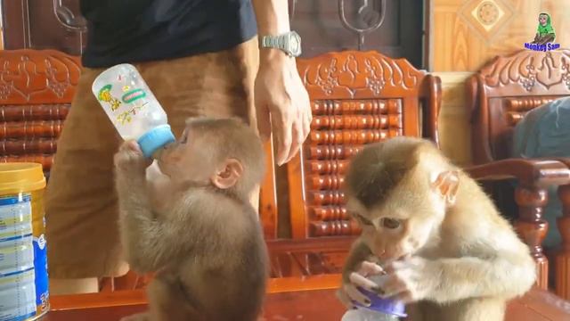 Mokey Cute | Sam & Asher Drink Their Own Milk While Dad Cleans The House | Happy Monkey