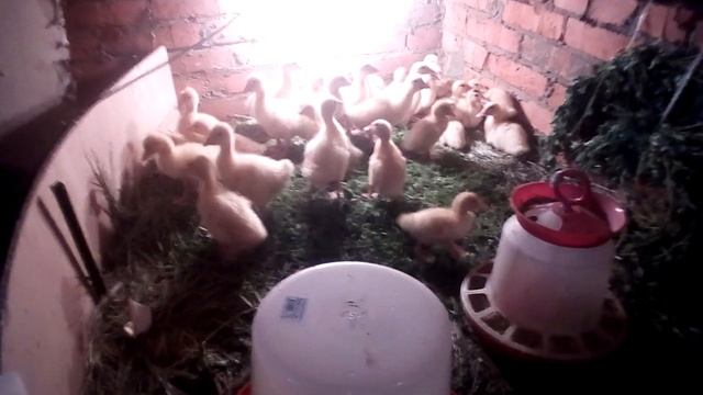 Гусята линда утята медео мускусные белые второй день пока без потерь смотреть онлайн