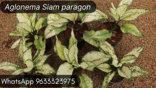 Aglaonema's on sale !! Hurry смотреть онлайн