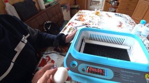 Купили китайский инкубатор на 24 яйца