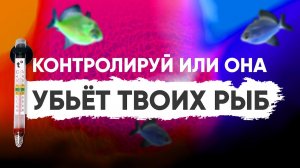 Основные параметры воды в аквариуме - температура