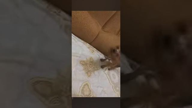 Лака смотреть онлайн