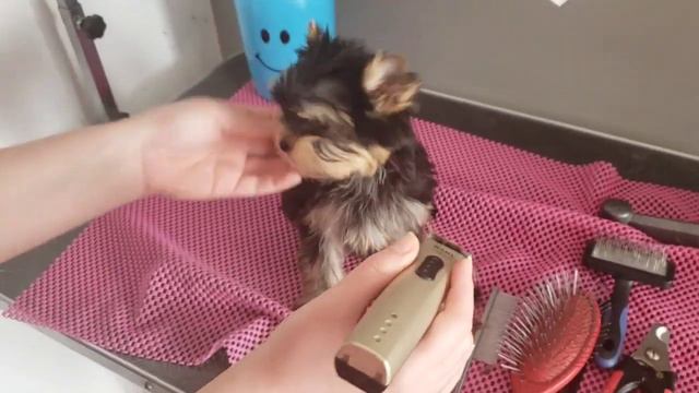 Primul toaletaj a unui pui Yorkshire Terrier смотреть онлайн