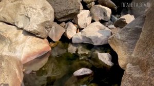 Секвойя: Самое высокое и долгоживущее растение на планете Земля | Интересные факты про секвойю