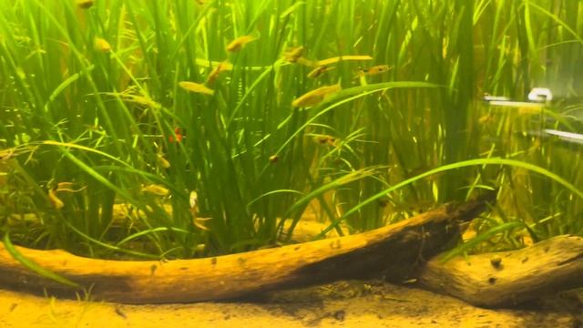THE BENEFITS OF LIVE PLANTS AND WHY THEY SHOULD BE IN EVERY AQUARIUM #aquaticplants #fish смотреть онлайн