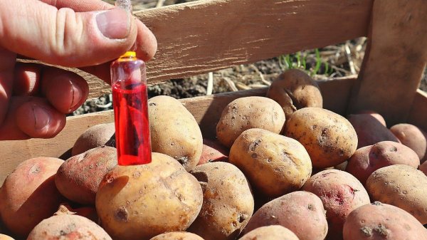 Опрыскайте этим картошку перед посадкой забудете о проволочнике и колорадском на весь сезон!