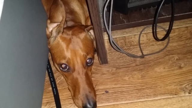 Злая собака застряла смотреть онлайн