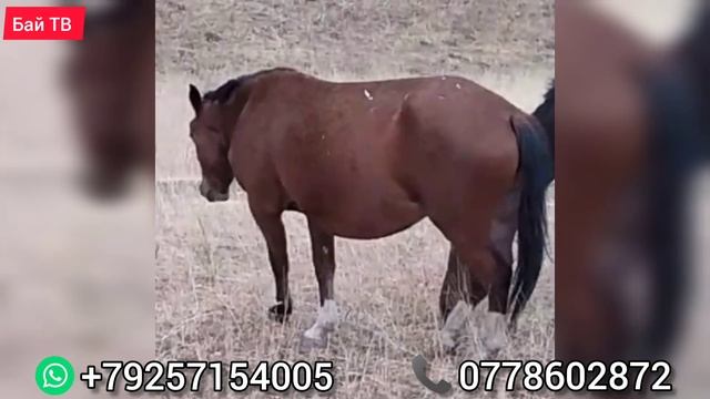 САК БОЛУҢУЗДАР (УУРДАЛГАН МАЛ КӨП) смотреть онлайн