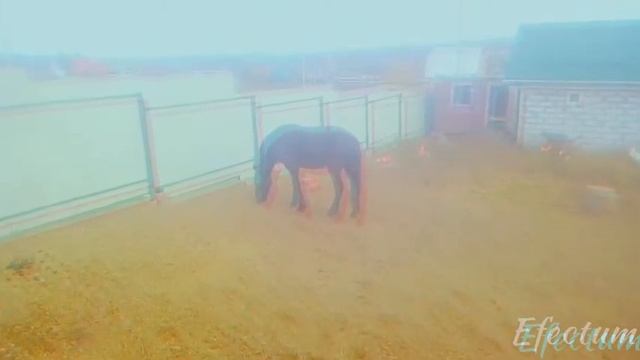 //дикие козлы//лошадь в панике//сорри за звук// часть 1// смотреть онлайн