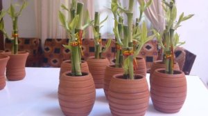 драцена сандера. комнатный бамбук. драцена. драцена посадка и уход