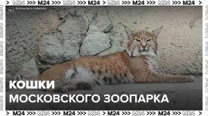 "День в Московском зоопарке": кошки - Москва 24