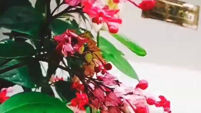 Bleeding Hearts ( malayalam) смотреть онлайн
