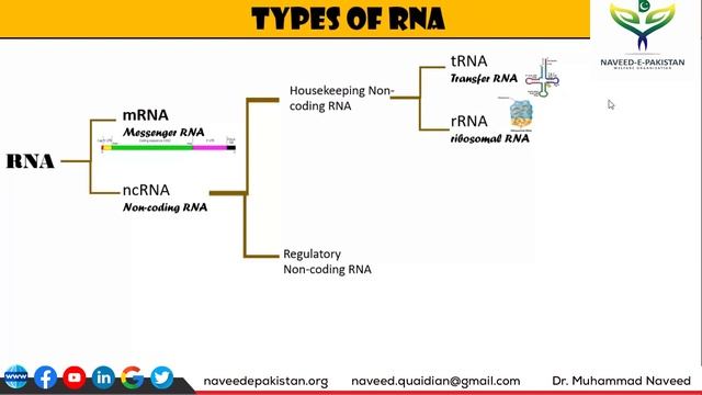 RNA | RNA Structure | RNA Functions | RNA Types | mRNA | rRNA | tRNA | Lec 4 | Dr. Muhammad Naveed смотреть онлайн