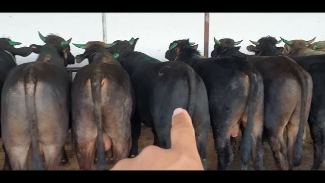 Namangan Shahar Yangi Namangan Rayoni Samarqand Savxo‘z Chorva Bozori Buqalari. 9 04 2023.