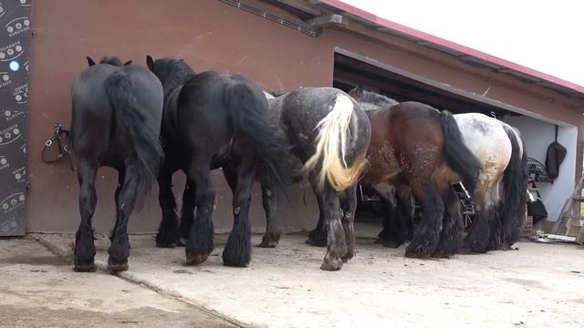 Caii lui Ionut de la Sacadat, Bihor - Cu Nea Costel si Stelica in vizita - 2024 Nou!!! смотреть онлайн