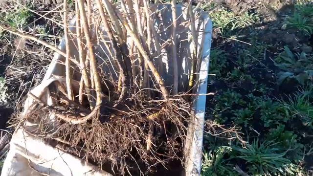 Расширяем маточник фундука сортом Каталонский. смотреть онлайн