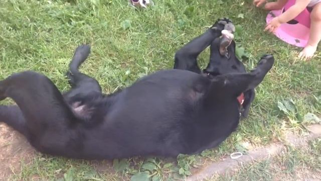 Дача, горшок и Аргус смотреть онлайн