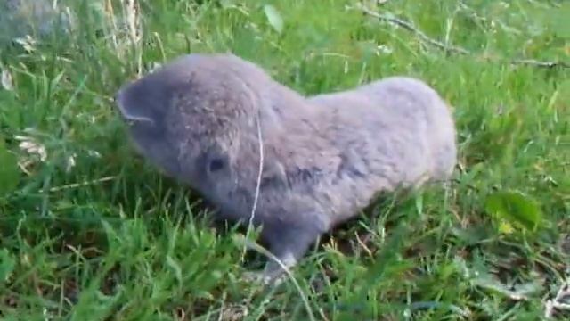 Слепыш у дороги смотреть онлайн