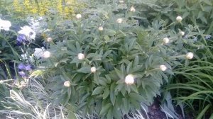 Теневая клумба.