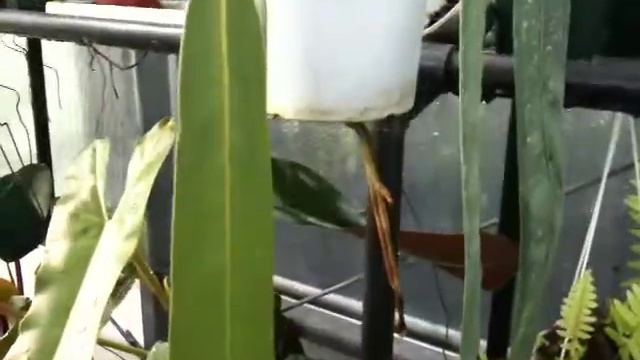 My Favorite Anthurium смотреть онлайн