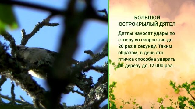 «Живая азбука». Дятел смотреть онлайн
