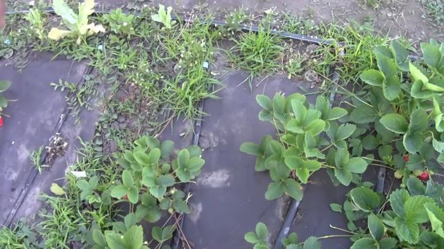 25.05.18г земляника садовая(клубника)ВЕСЕЛКА\МАРШАЛЛ\БИГ БОЙ\ смотреть онлайн