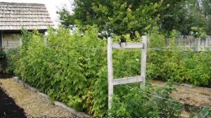 Шпалера для малины