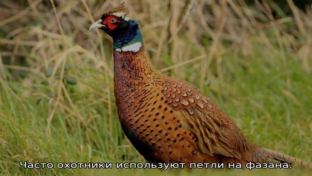 Как поймать фазана? смотреть онлайн