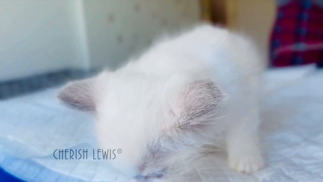 Blue Bi Ragdoll Hinata’s Girl Show| CHERISH LEWIS смотреть онлайн