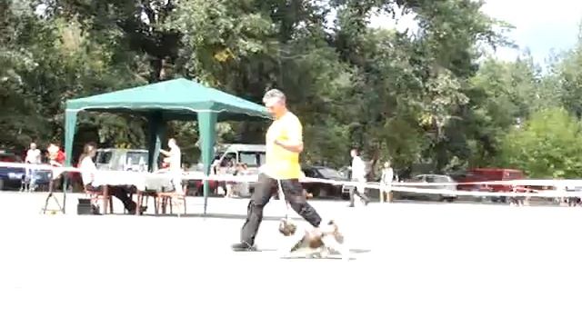 щенки тибетской породы лхаса апсо смотреть онлайн