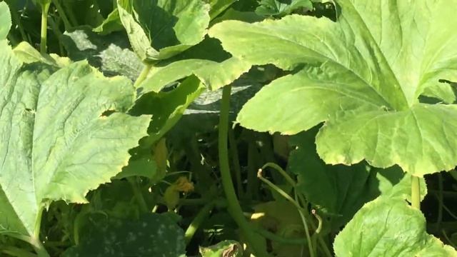 стан гарбузів болгарка ділянка 50% (15/07/22р.) смотреть онлайн