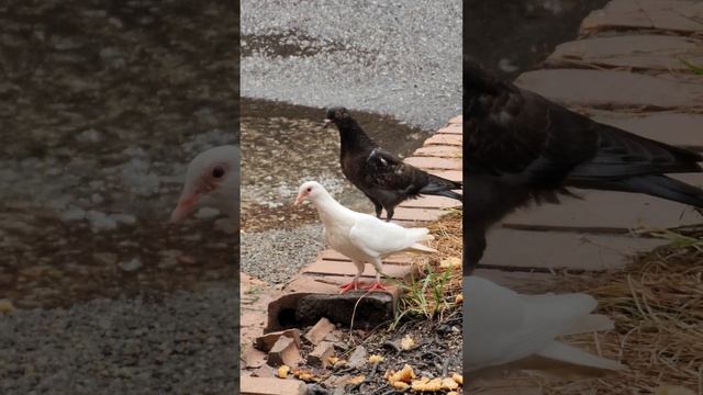 white bird and black bird #shorts смотреть онлайн