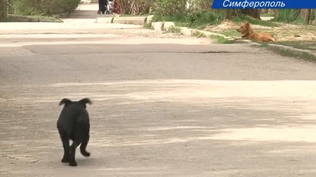 Бездомных животных на улицах крымских городов смотреть онлайн