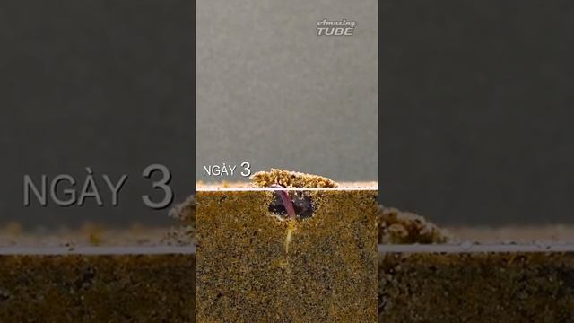 Процесс прорастания  фасоли