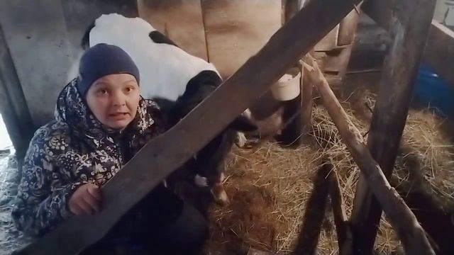 БЫЧКИ НА ОТКОРМЕ//Кормление телят от 0 до 3 месяцев в нашем хозяйстве! смотреть онлайн