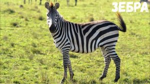 Животные жарких стран 2020г