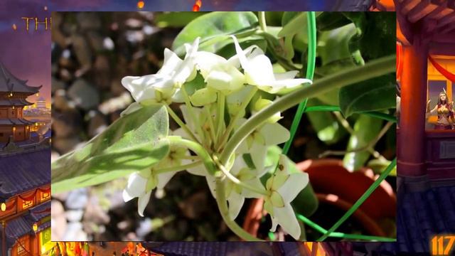 Boguainvillia 20 y.o. flowering. My hoya and other beautiful things. Боганвиллия цветет в моем саду смотреть онлайн