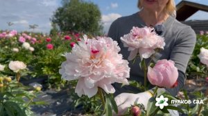 Reine Hortense peony. Рейне Хортенс пион. Пулков сад