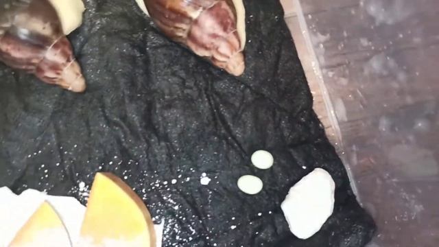 АрхАхатина маргината иктерика и АрхАхатина Rhodostoma Benin ? жёлтая и зелёная улитка ? яйца улито смотреть онлайн