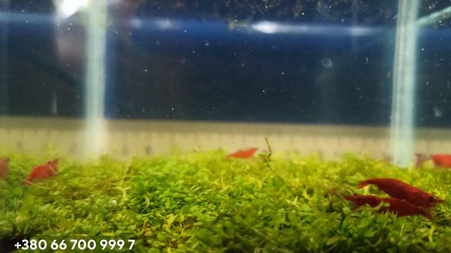 Аквариумные креветки Neocaridina, сакура Red Чистая линия смотреть онлайн