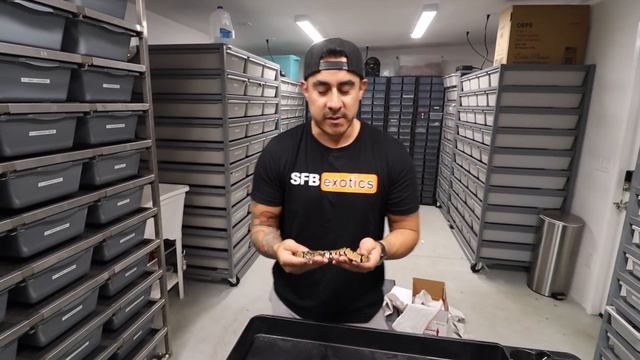 UNBOXING NEW BALL PYTHON MORPH “ZUWADI" смотреть онлайн