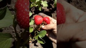 Клубника сорт сенсация.это просто бомба!!!