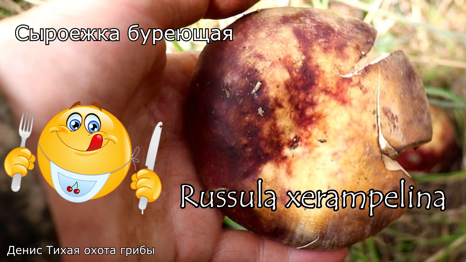 Крабовый ломко-жабр или Сыроежка буреющая | Russula xerampelina смотреть онлайн